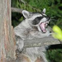 Angry Raccoon2