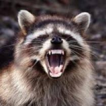 Angry Raccoon3