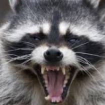 angry raccoon4
