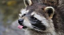 Raccoon sticking out tongue