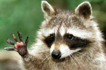 Raccoon waving